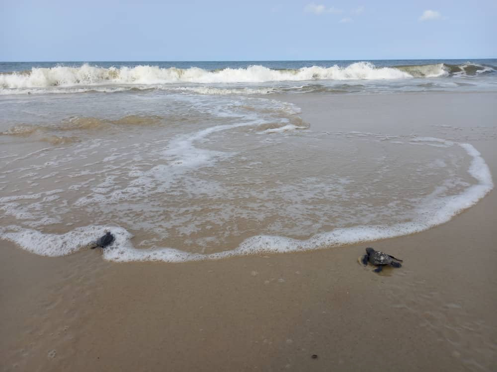 Environnement : dans la peau d’un bébé tortue de mer