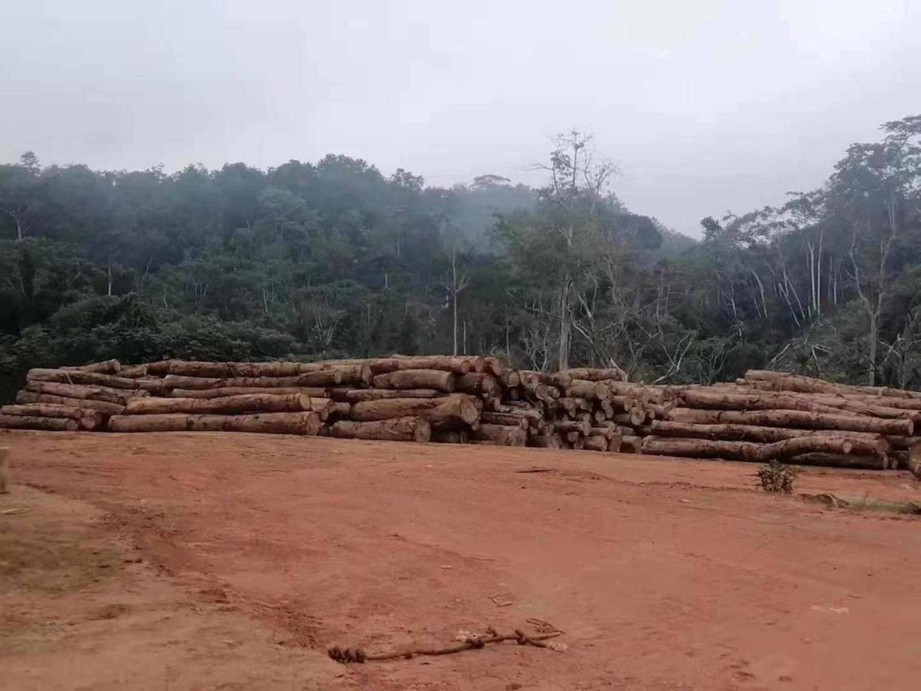 Sindara : ouverture d'une enquête sur la disparition mystérieuse de 15 000 m3 des grumes