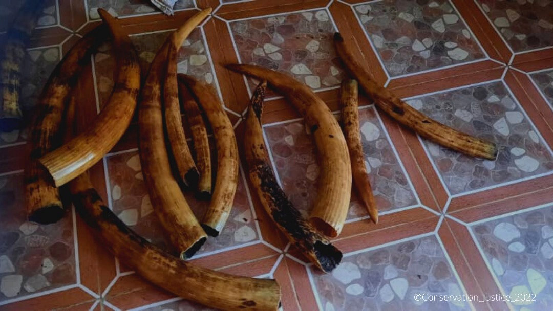 Près de 20 kg d'ivoire "cachés" au fond d'une rivière