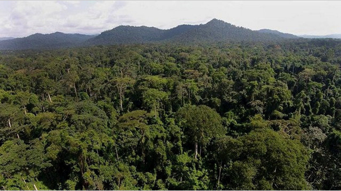 Forêts tropicales : L’alerte de Lee White