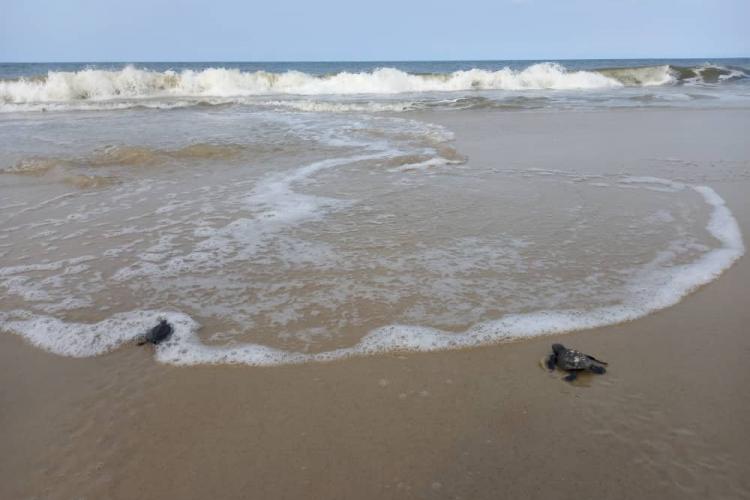 Environnement : dans la peau d’un bébé tortue de mer