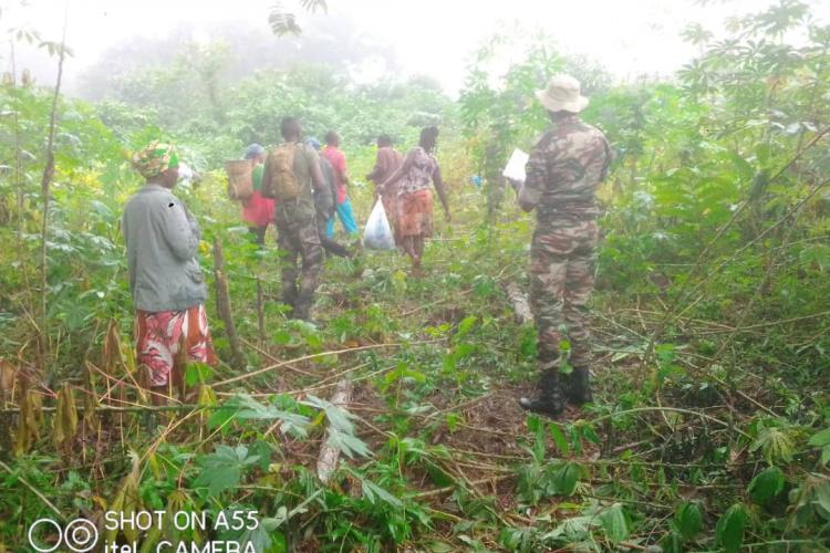 Lebamba : première attaque des éléphants à Moukoundou