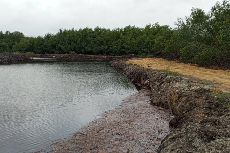 Destruction de la mangrove et pollution : les populations de Bel-Air vont s'en remettre à la justice