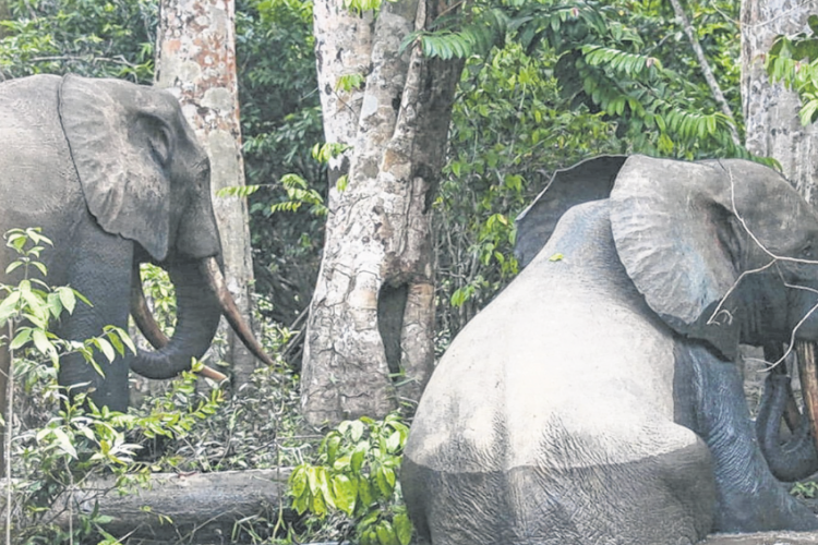 Des éléphants dans la zone de la Bokoue.