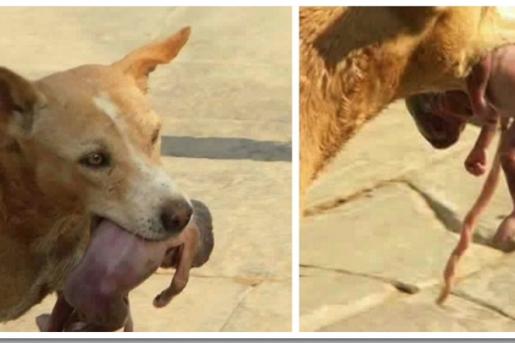 Tchibanga : un fœtus humain trouvé dans la gueule d'un chien errant