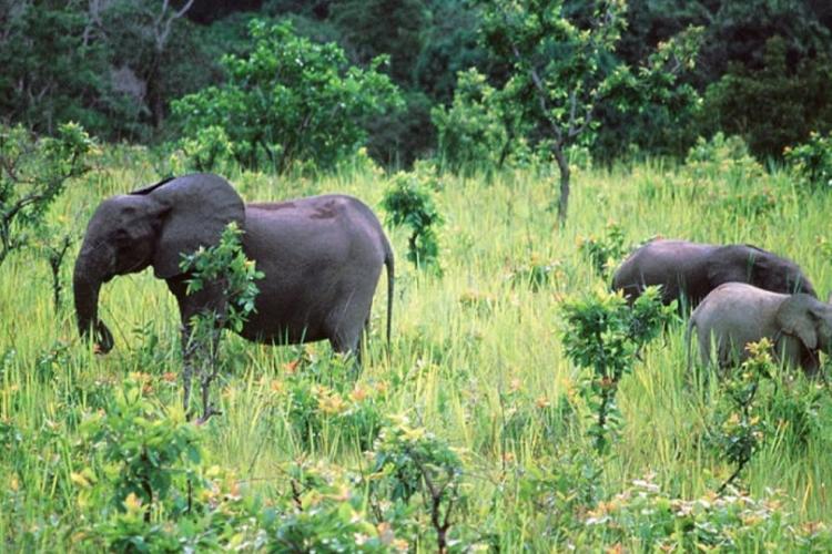 Journée mondiale des éléphants : Stop aux massacres des pachydermes !