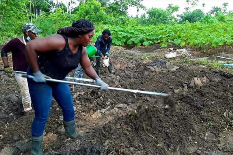 Agriculture : Le paysannat agricole relève des goulots pérennes
