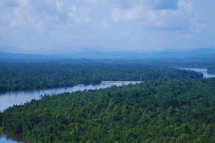 s forêts certifiées FSC facilitent l'épanouissement de la faune dans le bassin du Congo