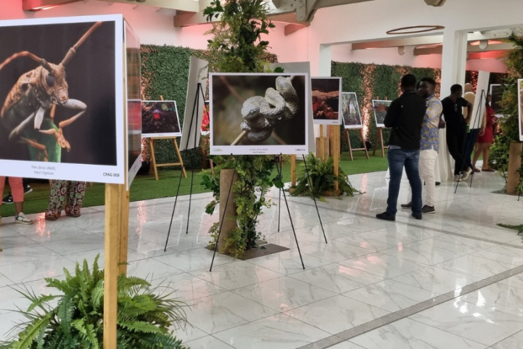 Concours photo : Amazing Gabon expose sur la faune et la flore