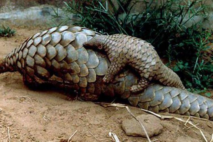 Espèces protégées : poursuivi pour détention et commercialisation de pangolin