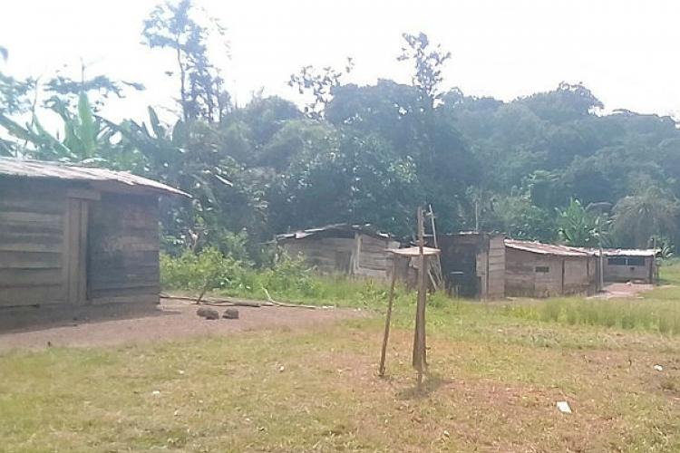 Découverte macabre : un quinquagénaire meurt en pleine forêt à Lebamba